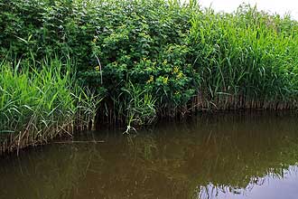 川岸に咲くセンダイハギ