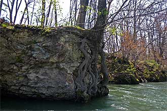 岩を覆う木の根