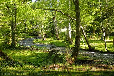 小川の流れるノンノの森