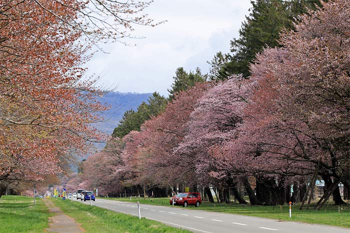 二十間道路の桜並木