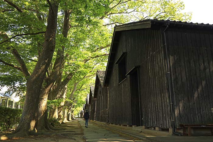 ケヤキ並木と山居倉庫