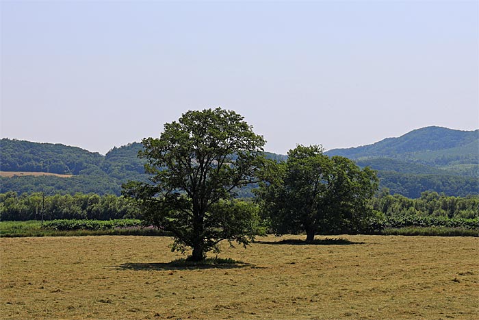 豊頃町のハルニレの木