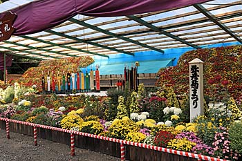 弥彦神社菊祭り