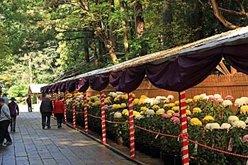 弥彦神社菊祭り