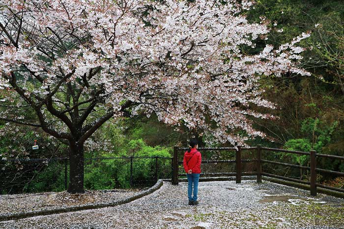 金峰森の駅みちくさ館の桜