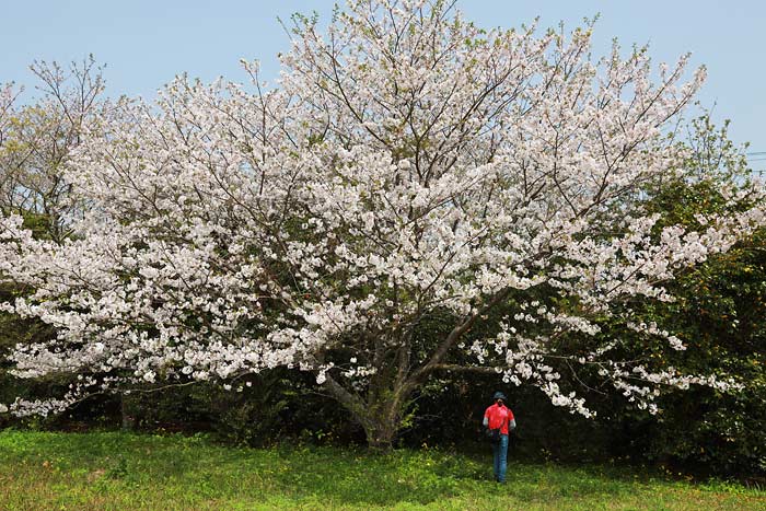 十三仏公園の桜