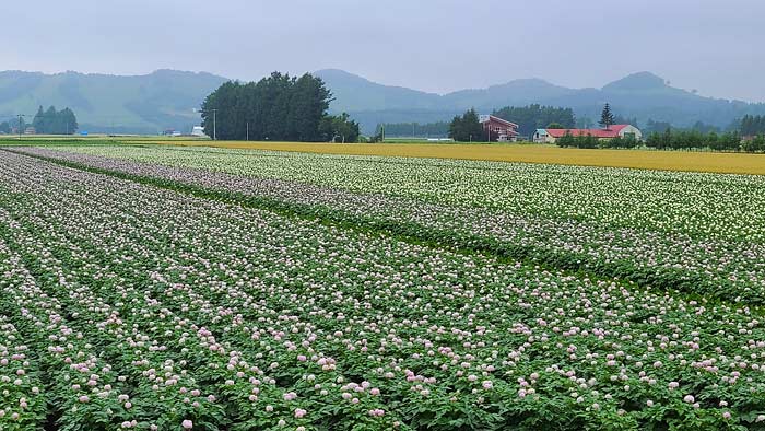 ジャガイモの花　十勝の農村風景