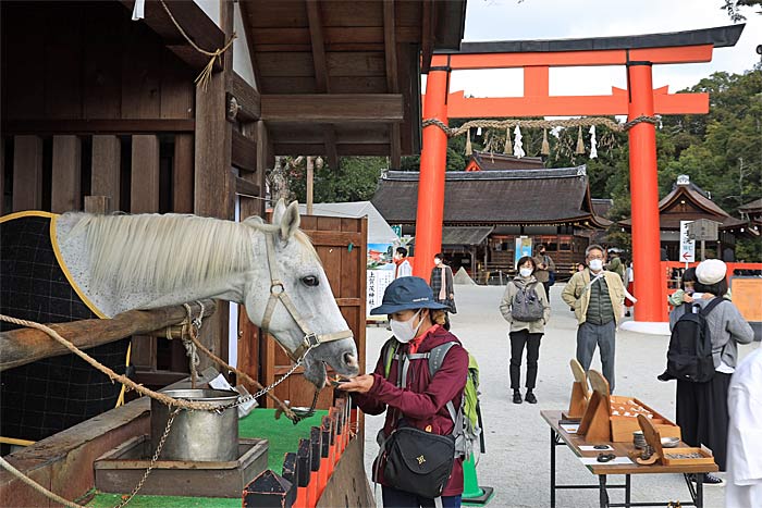 上賀茂神社の神馬