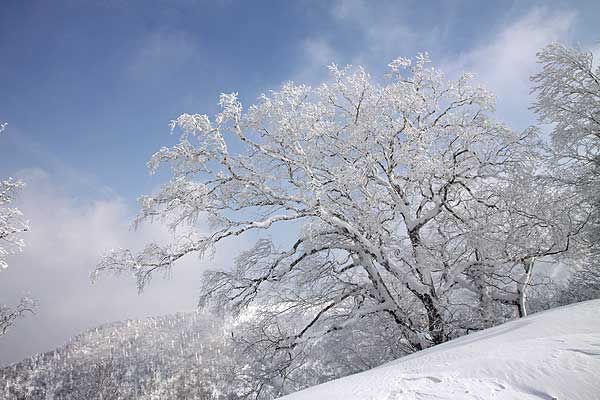 美しい雪景色