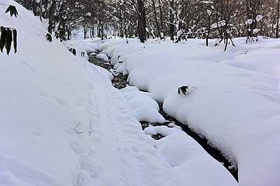 雪の解けた箇所もある林道