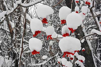雪を被る赤い実