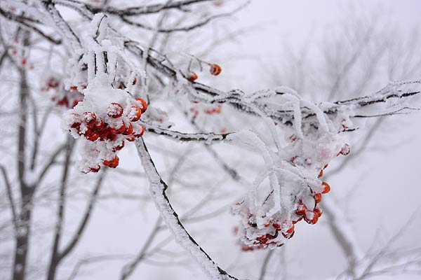 樹氷に包まれたナナカマドの実