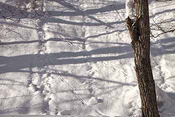 雪玉の転がった跡とリスの足跡