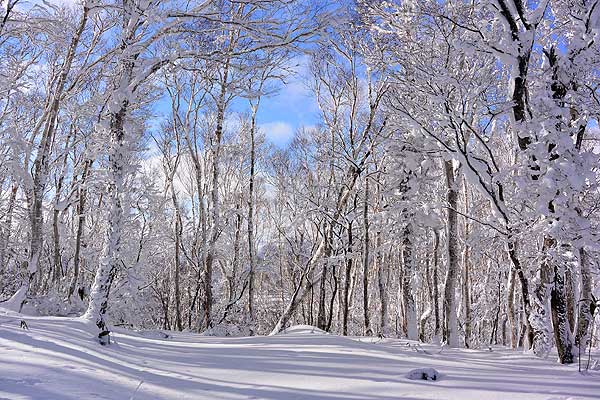 美しい雪の風景
