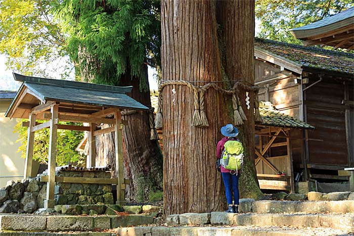 静原神社の大杉
